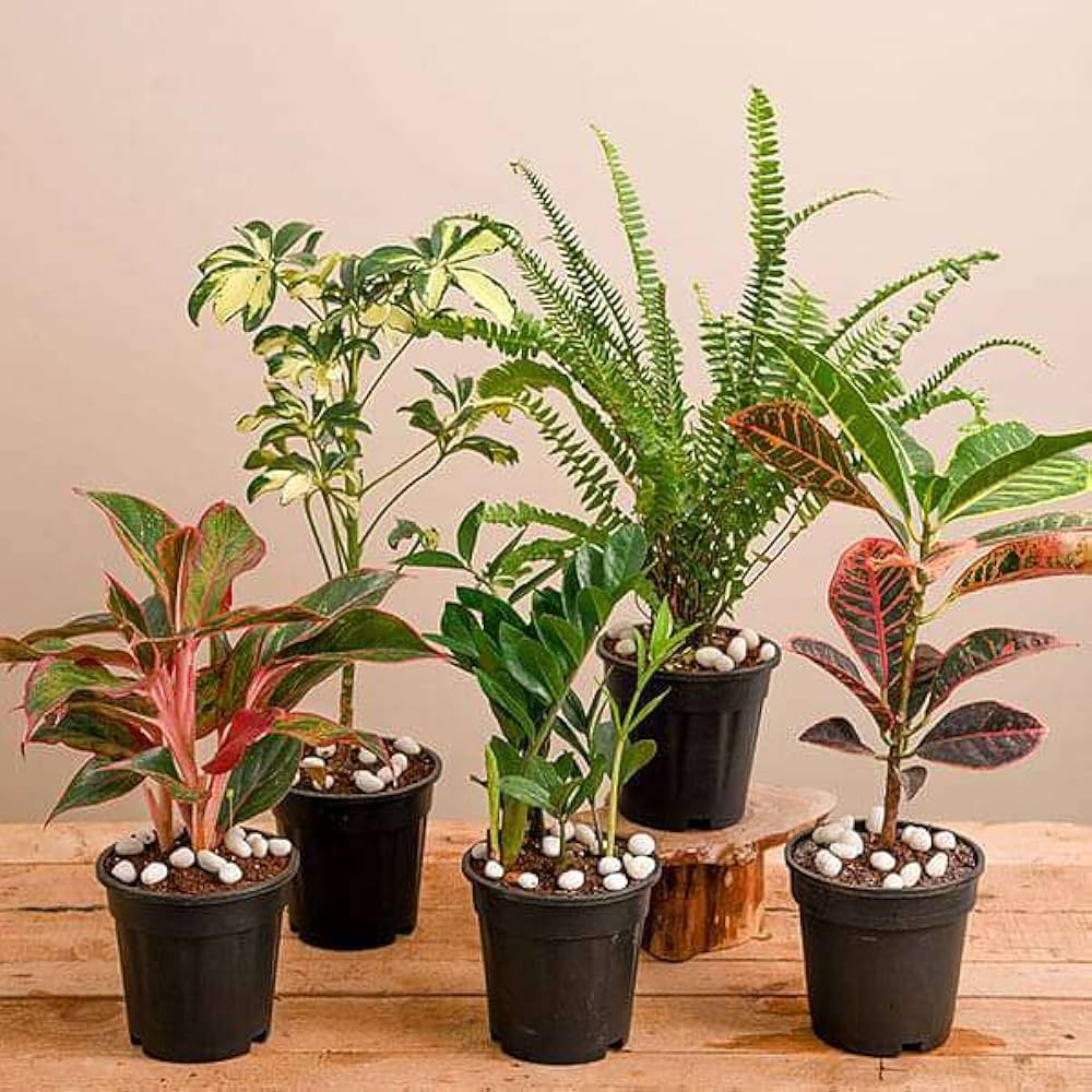 Green corner